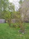 05-birch trees.JPG (136497 bytes)