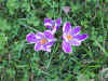 05crocus-closeup.jpg (94911 bytes)