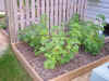 05currants.JPG (1049314 bytes)