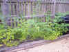 05raspberries.JPG (1265897 bytes)